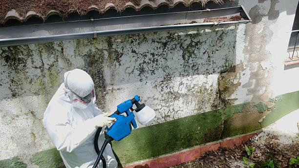 Top rated local Attic Mold Remediation specialists in Paramus, NJ